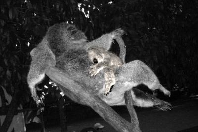 Koalas at the Sydney Koala Park