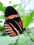 red-striped butterfly.jpg