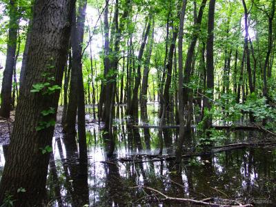 Wetland 02.jpg