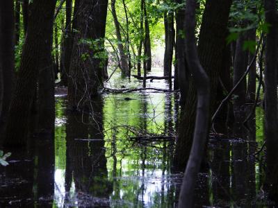Wetland 03.jpg