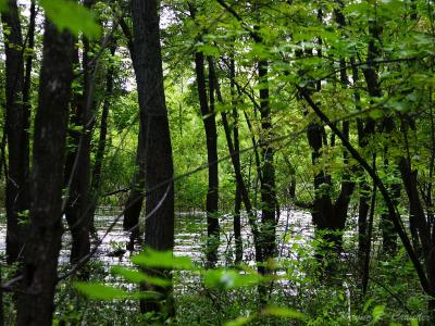 Wetland 04.jpg