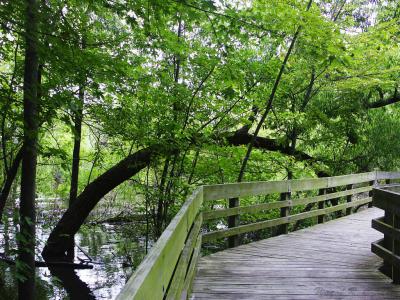 Wetland Walkway.jpg