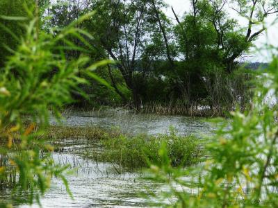 Wetland 06.jpg