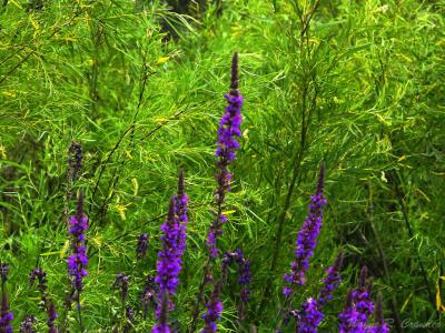Purple Wetland Weeds 2.jpg