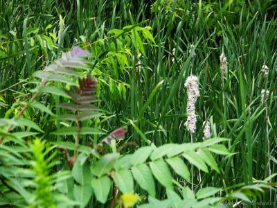 Cattails 2.jpg