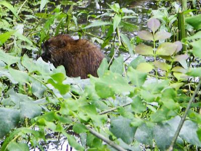Muskrat Love.jpg