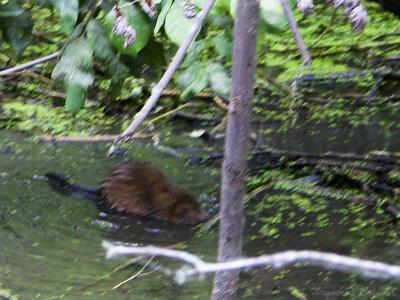 Muskrat Love 2.jpg
