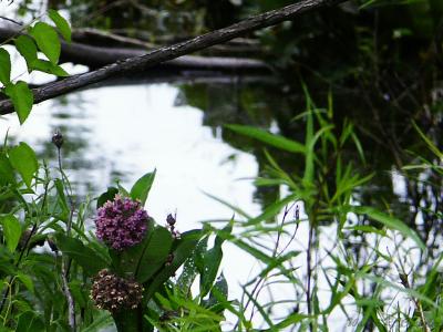 Wetland Weeds 2.jpg