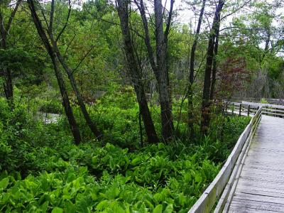 Wetland Walkway 2.jpg
