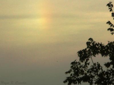 Sun Dog 1.jpg