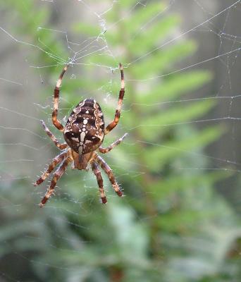 Spider174325AA-copy.jpg