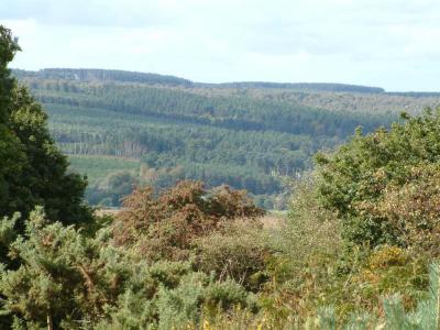 Cannock Chase 007