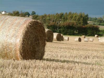 Straw Bales124.JPG