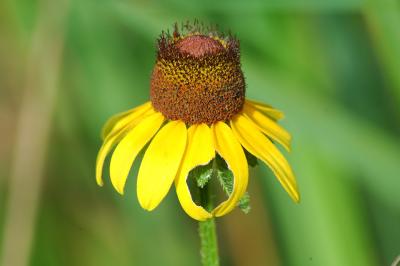 u47/desertbum/medium/30007345.ConeFlower.jpg