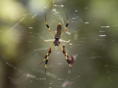 Golden Silk Spider.JPG