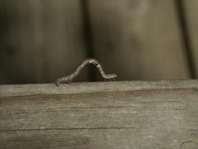 Inch Worm.jpg