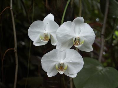 Orchid Flower.jpg