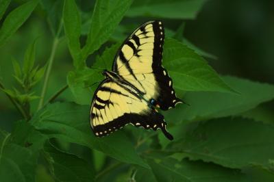 Eastern Tiger Swallowtail.jpg