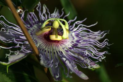 Passion Flower.jpg