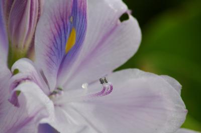 Hyacinth Flower.jpg