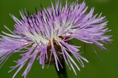 Basket Flower.jpg