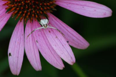 Crab spider.jpg