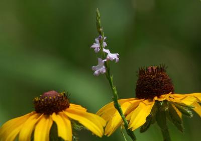 Vervain and Cone flowers.jpg