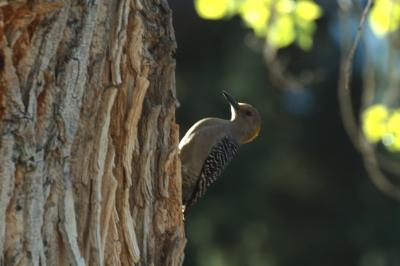BBNP017.jpg