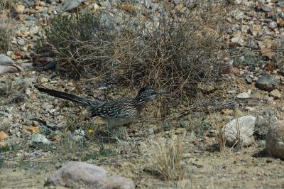 BBNP029.jpg