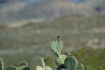 BBNP034.jpg
