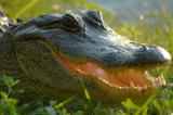 Alligator Smile.jpg