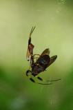 Golden Silk Spider eating Horsefly.jpg
