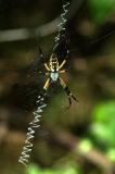 Argiope Spider.jpg