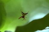 Arrowshaped Micrathena.jpg