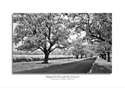 A heavily overcast day in Sonoma County