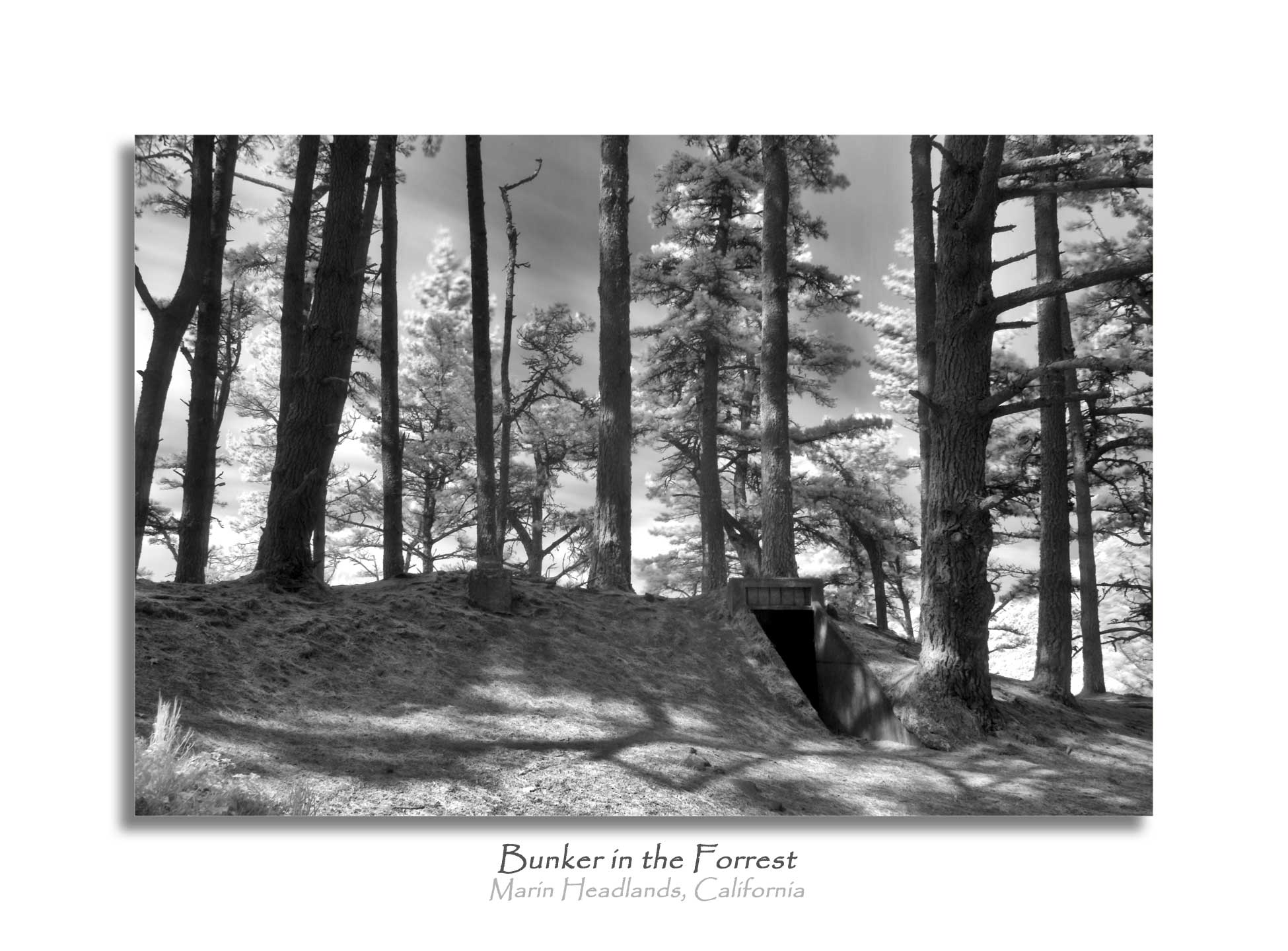 Bunker in the Forrest