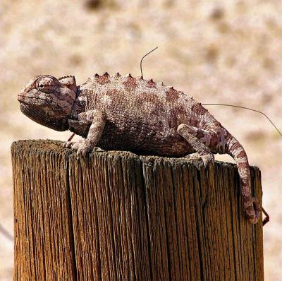 Spitzkoppen Namibia