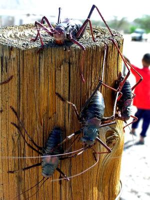 Namibian Big Bugs  