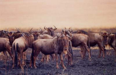 u47/dhlow/medium/40406187.thegreatmigrationwildebeest.jpg