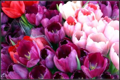 Tulips for Sale