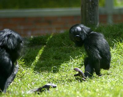 Monkey games