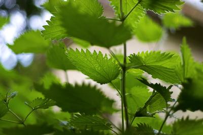 u47/digitalrebel/medium/30358222.nettles.jpg