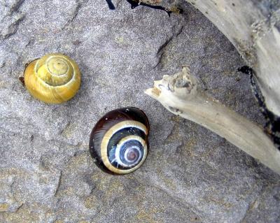 u47/digitalrebel/medium/30705564.snails.jpg