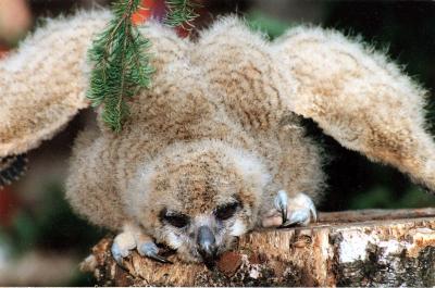 Chick of Siberian owl