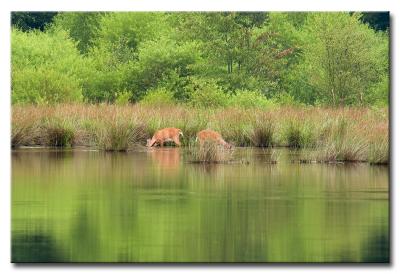 DSC_0819m950.jpg