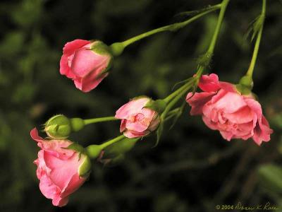 Wild Roses