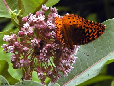 Fritillary on Common Milkweed