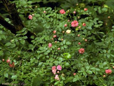 Wild Roses