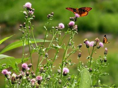 Thistles