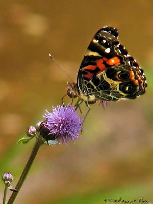 American Lady Butterflies ~ WV